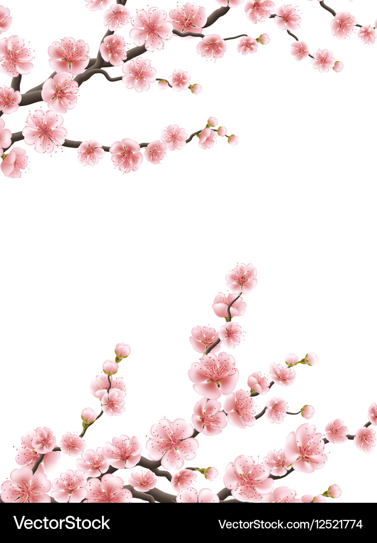 Sakura Blossom Wedding Card Vector Image