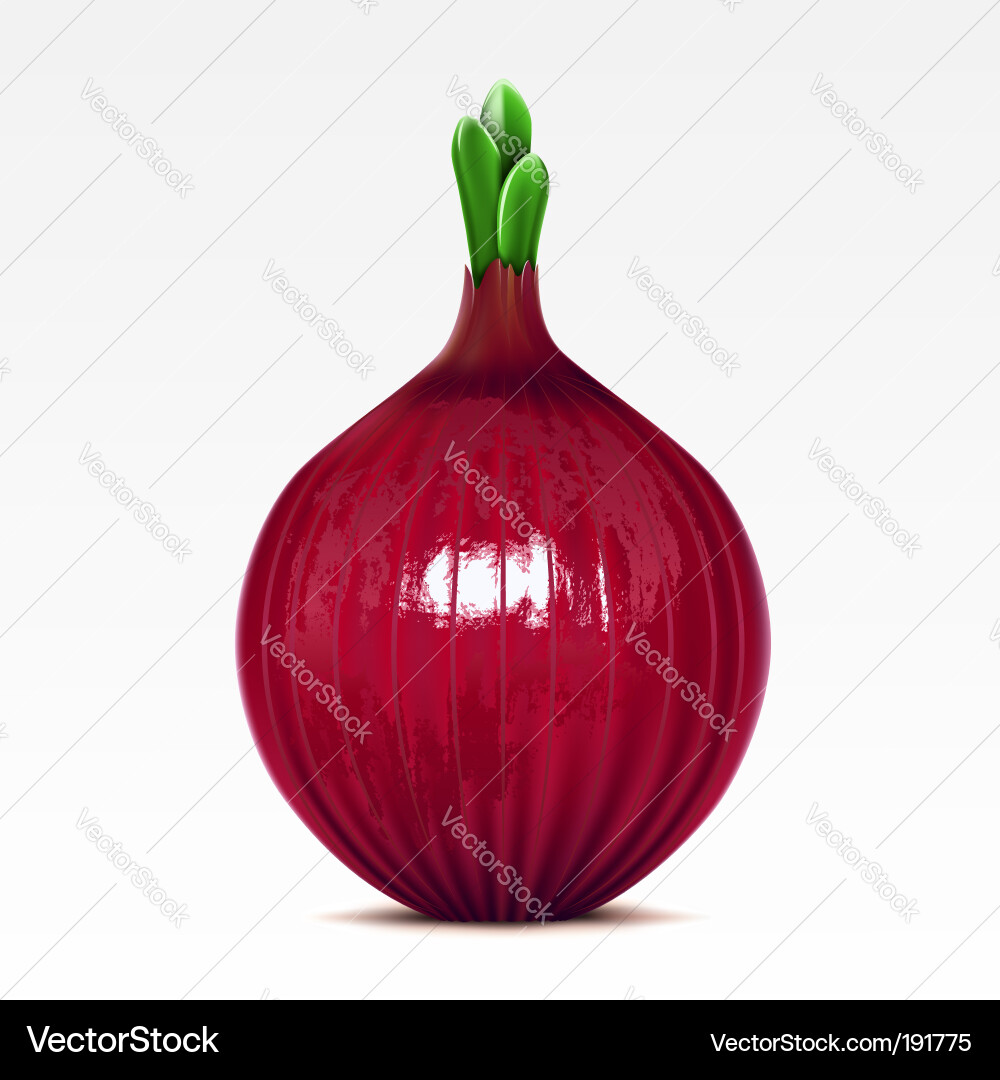 Red Onion Close-Up Vector Image