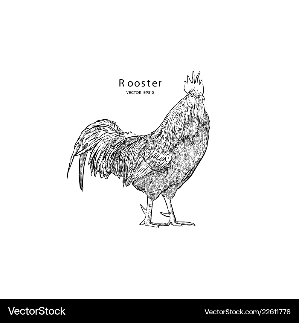 Hand drawn rooster isolated engraved style Hand drawn rooster isolated engraved style vector image