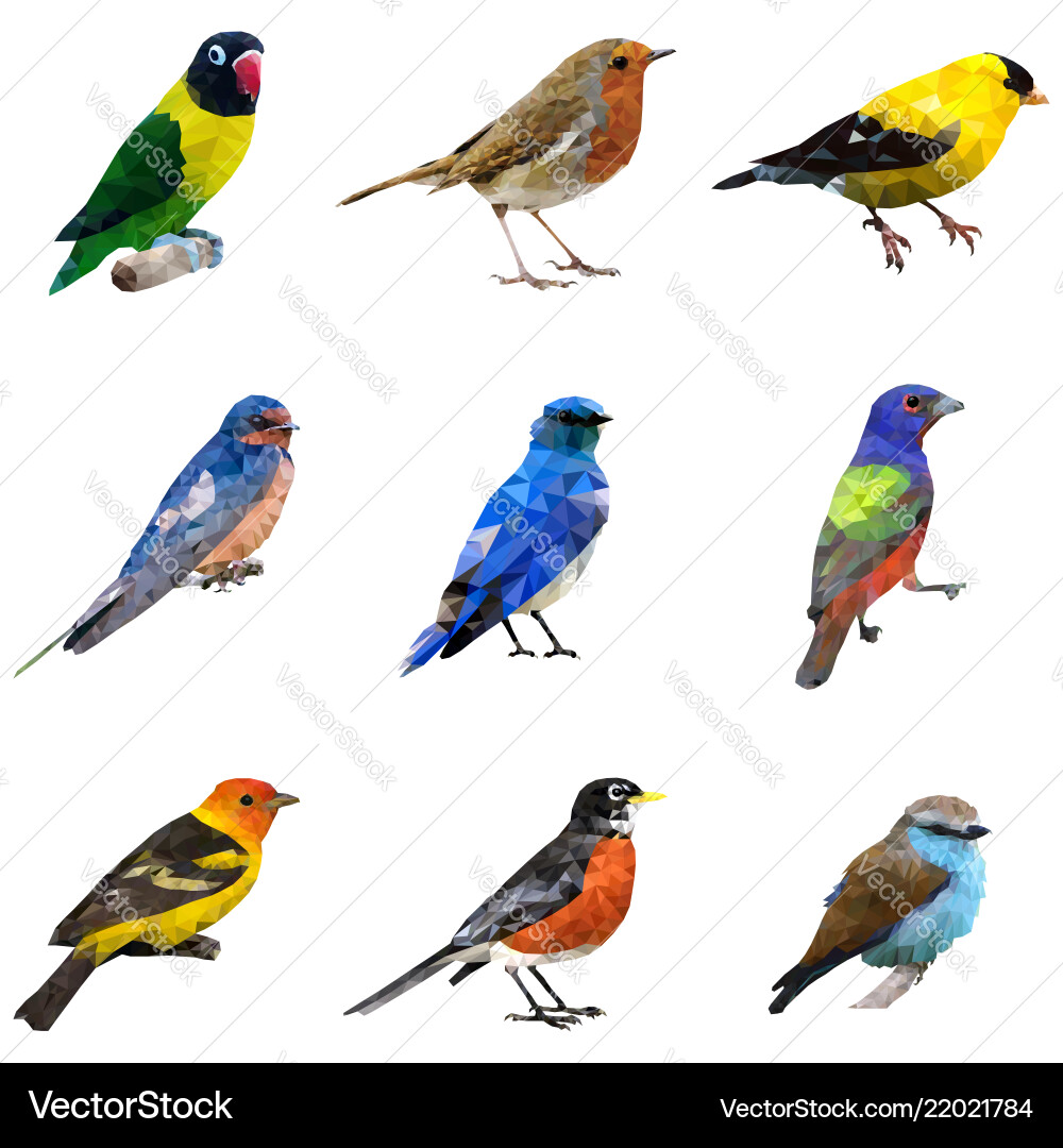 Different type of birds – Royalty-Free Vector | VectorStock, image size:1000x1080