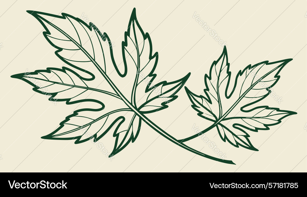 Maple leaf branch outline design generative ai vector image