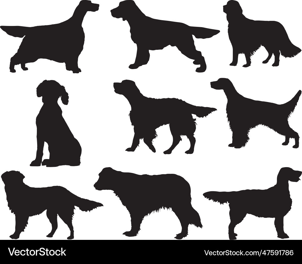 English Setter Silhouette Vector Image