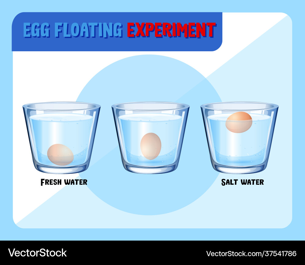 Science experiment with egg float test Vector Image