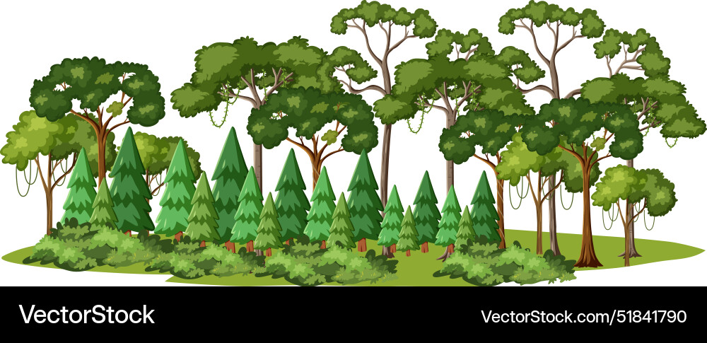 Dense forest with various types of trees Dense forest with various types of trees vector image