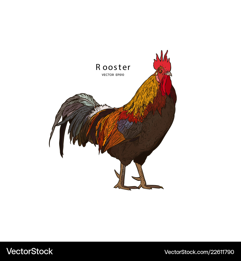 Hand drawn rooster isolated engraved style Hand drawn rooster isolated engraved style vector image