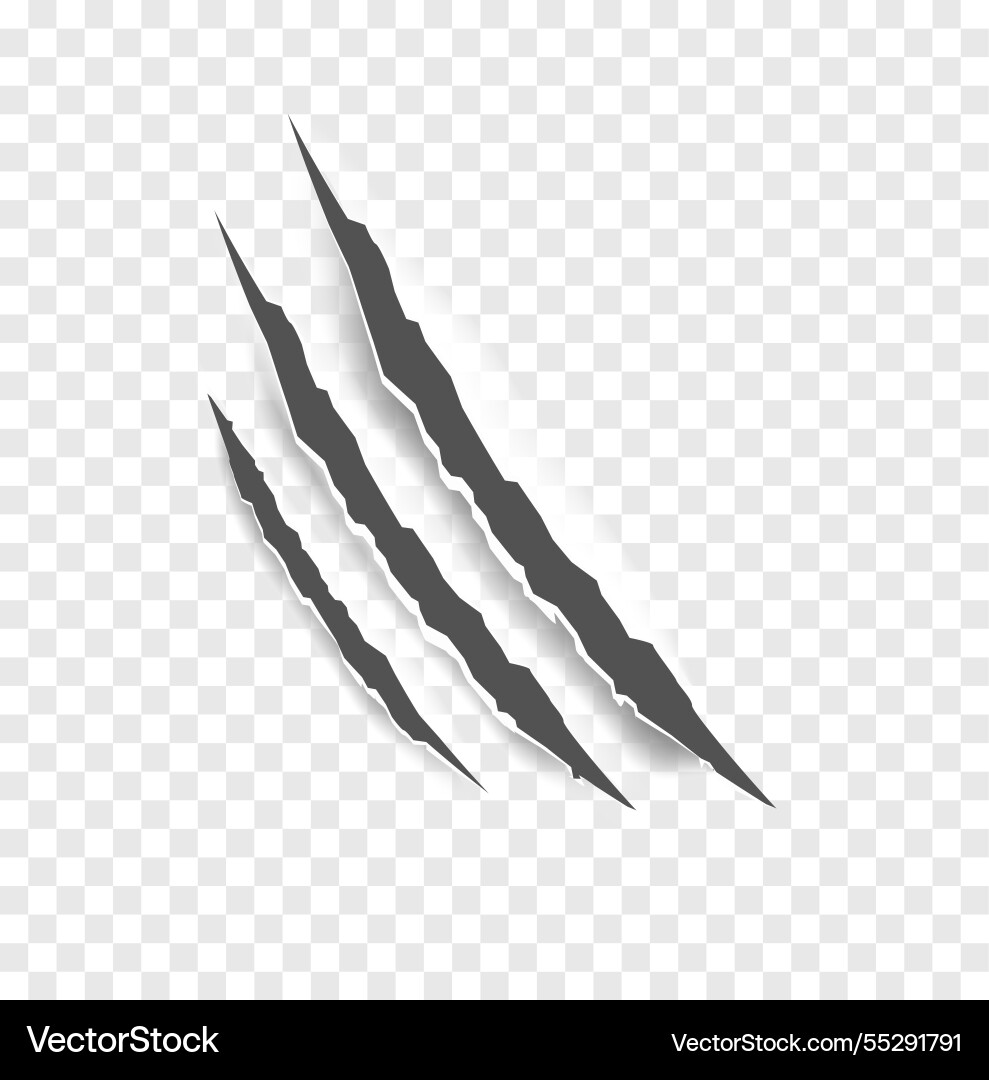 Black claw scratches - isolated claws Black claw scratches - isolated claws vector image