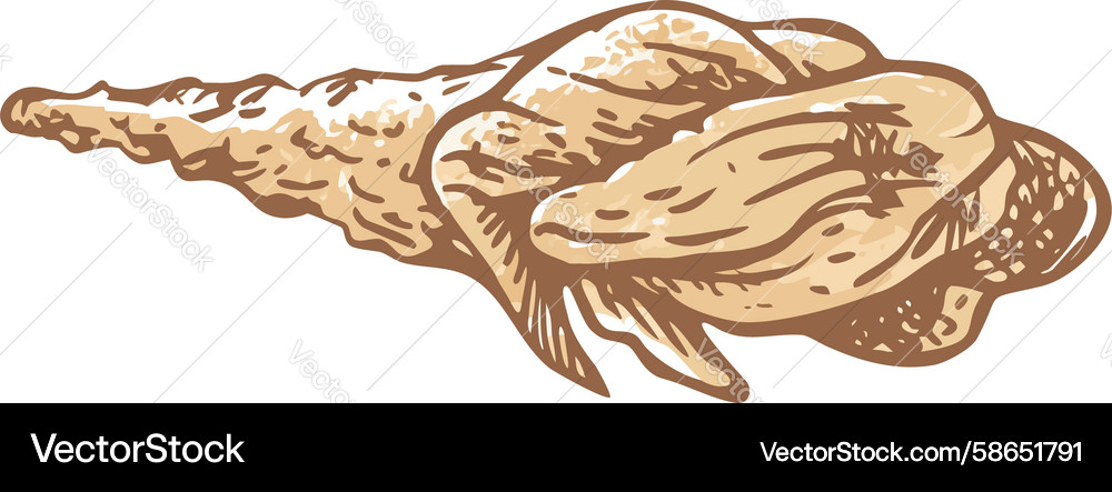Nautilus Shell Spiral Pattern Vector Image