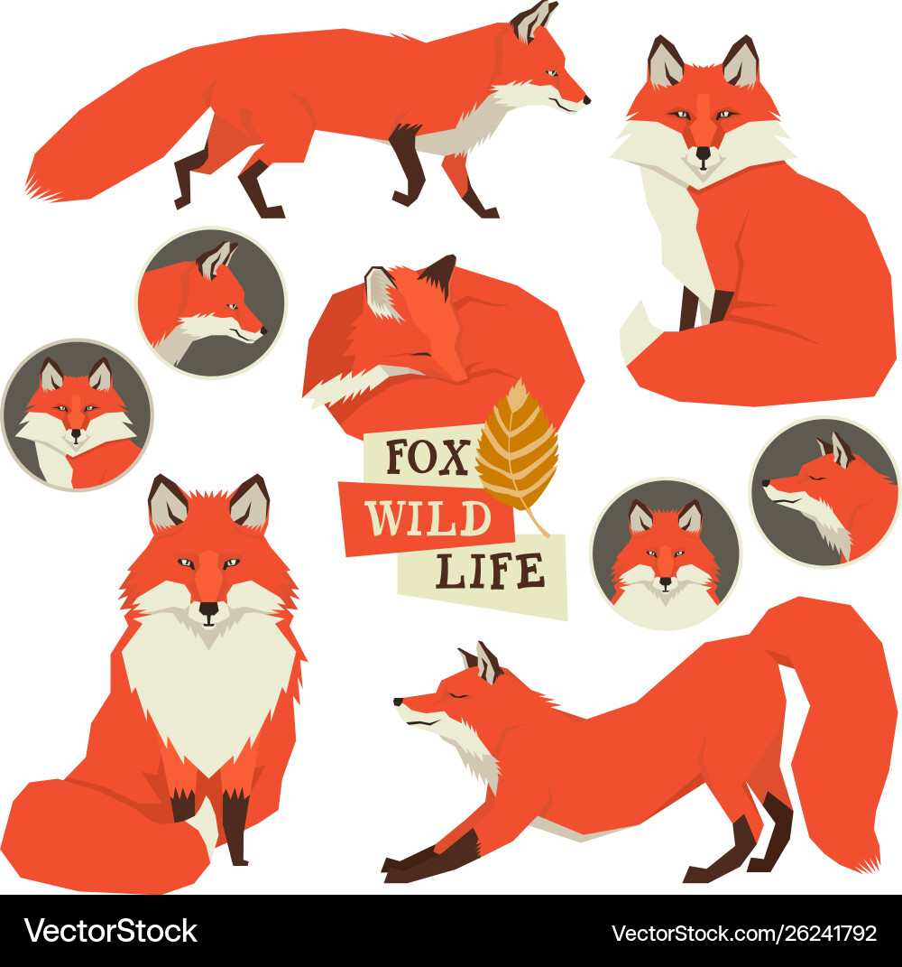 Foxes isolated objects vector image