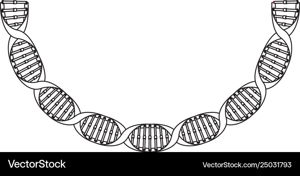 Dna chain with curve science icon Dna chain with curve science icon vector image
