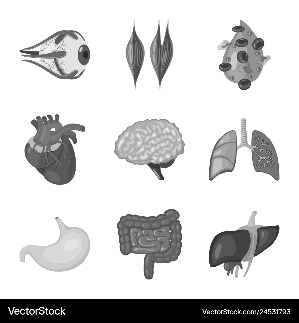 Internal and medical symbol Internal and medical symbol vector image
