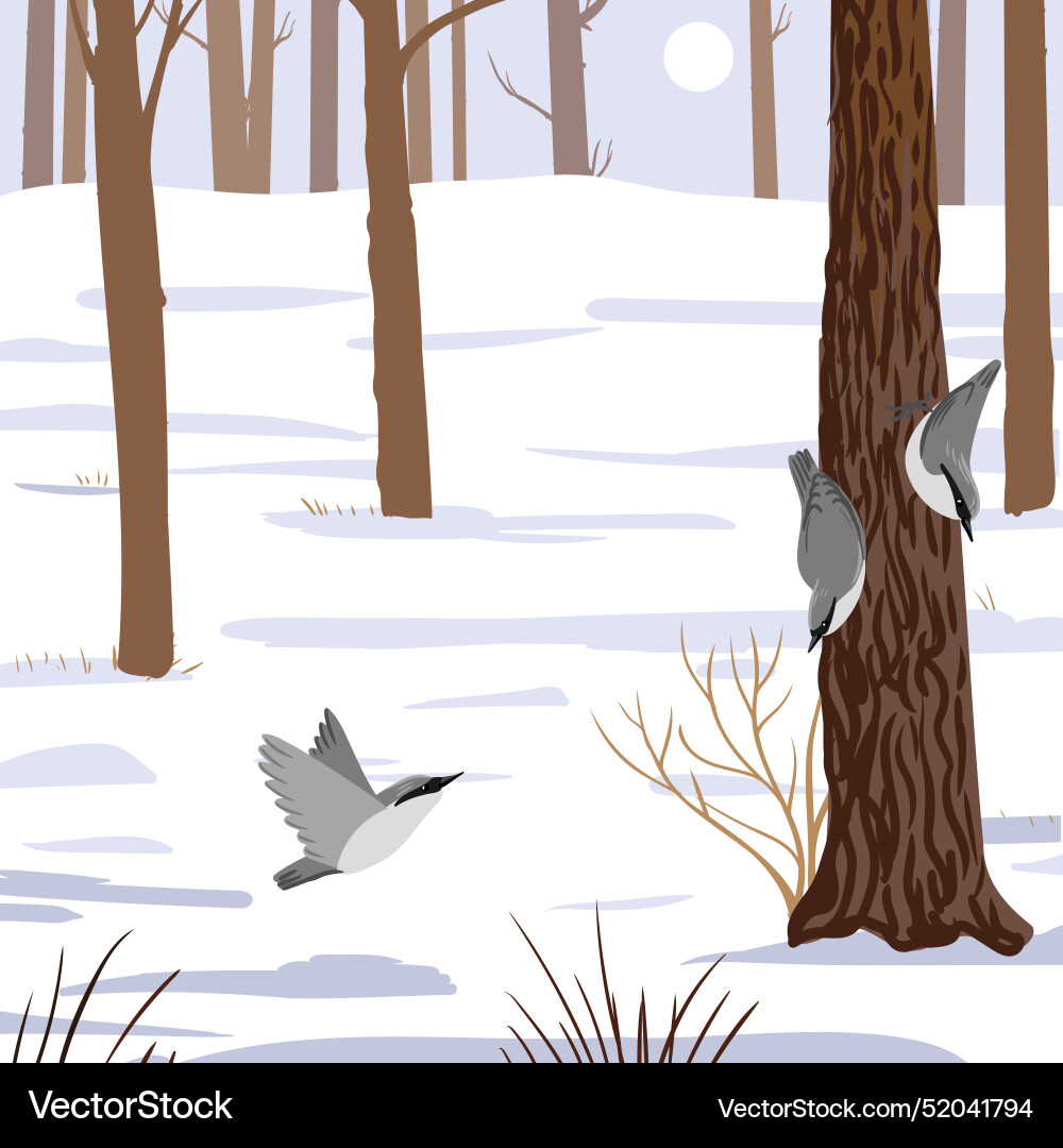 Drawing bird wood nuthatch winter forest Drawing bird wood nuthatch winter forest vector image