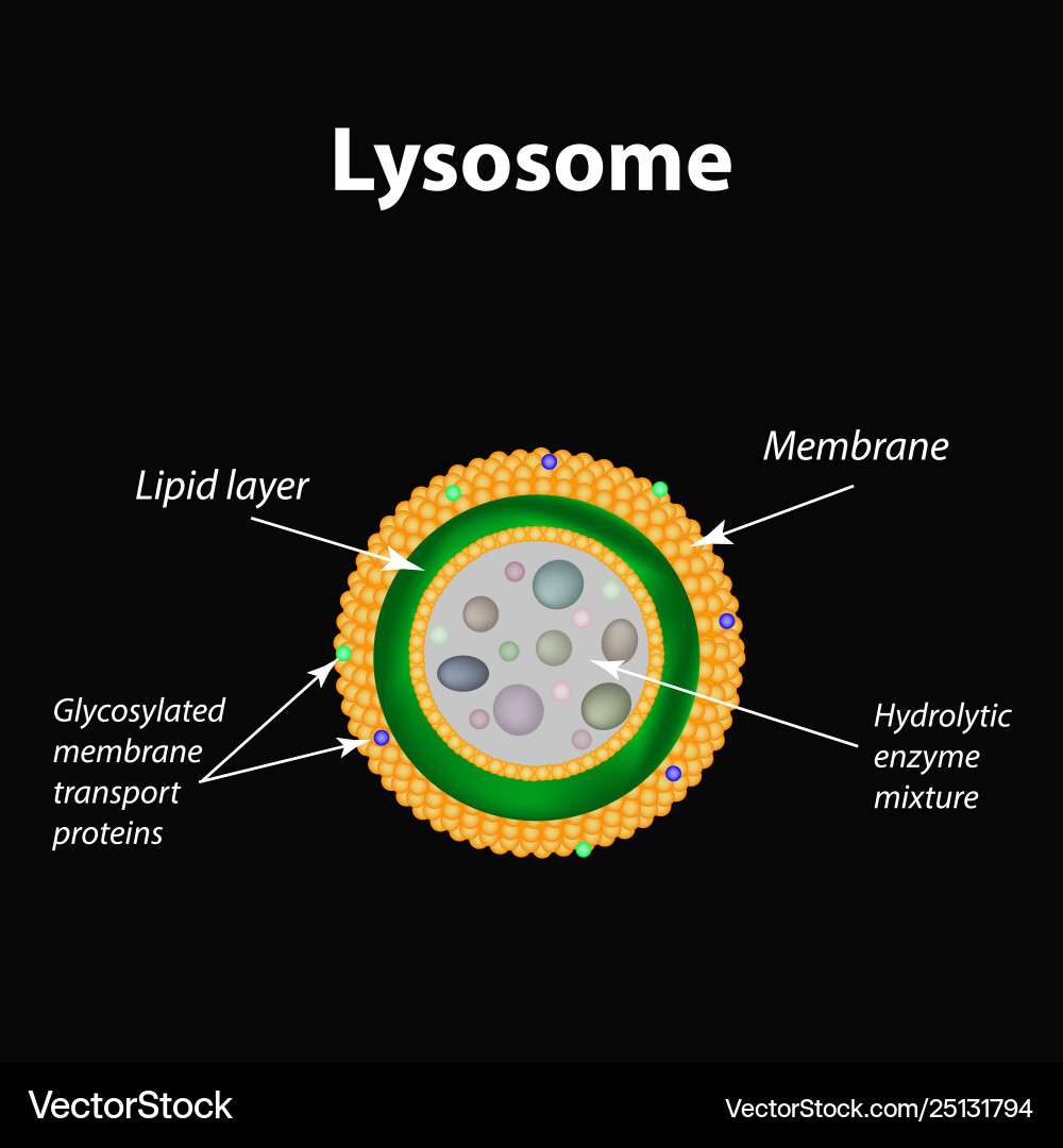 Lysosome Structure and Function vector image