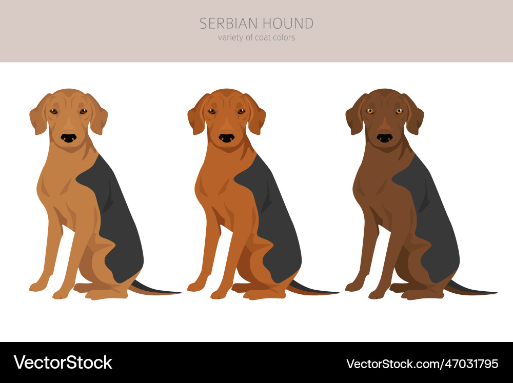 Serbian hound clipart all coat colors set dog Vector Image