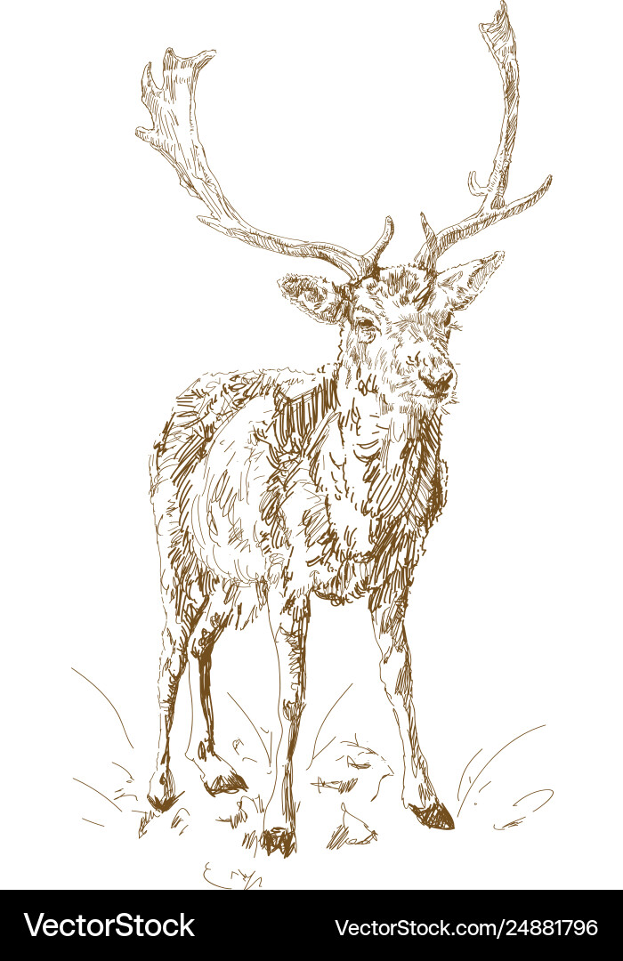 Forest deer with branchy horns in sketch style Forest deer with branchy horns in sketch style Vector Image
