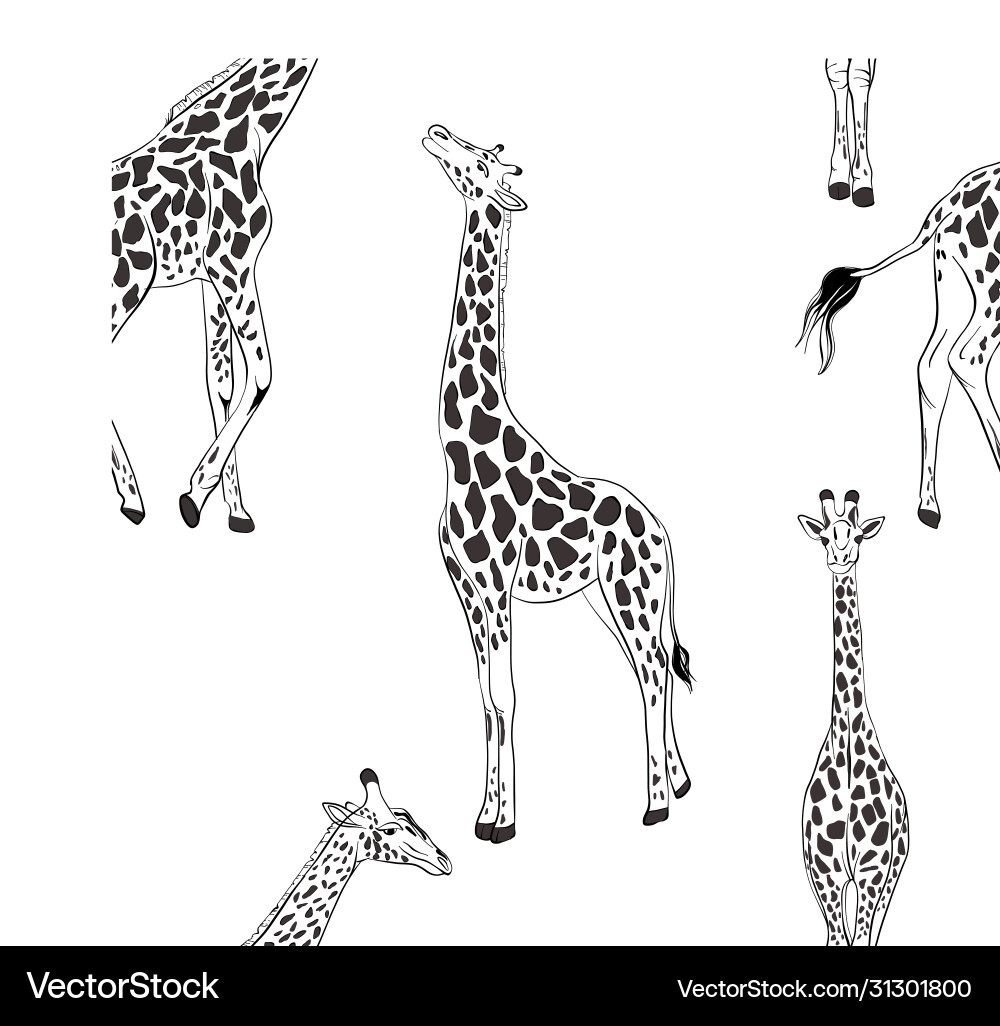 Giraffe seamless black white pattern african Vector Image