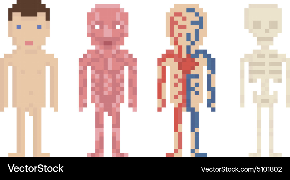 Human body anatomy - nude muscle blood vector image