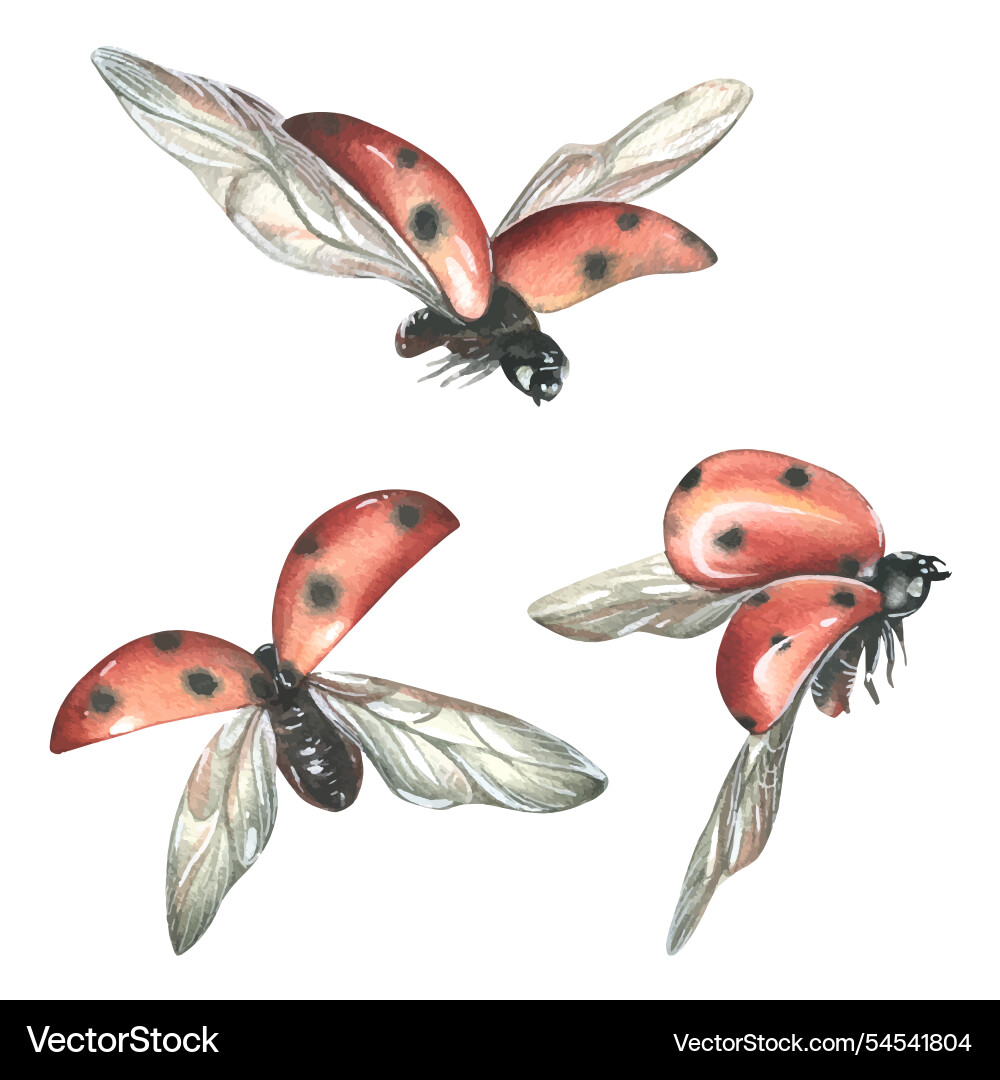 Three ladybugs in flight from different angles Three ladybugs in flight from different angles Vector Image