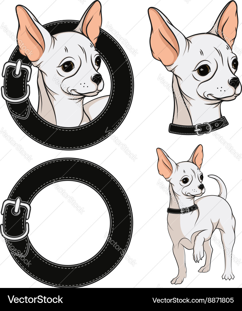 Chihuahua Portrait Set vector image
