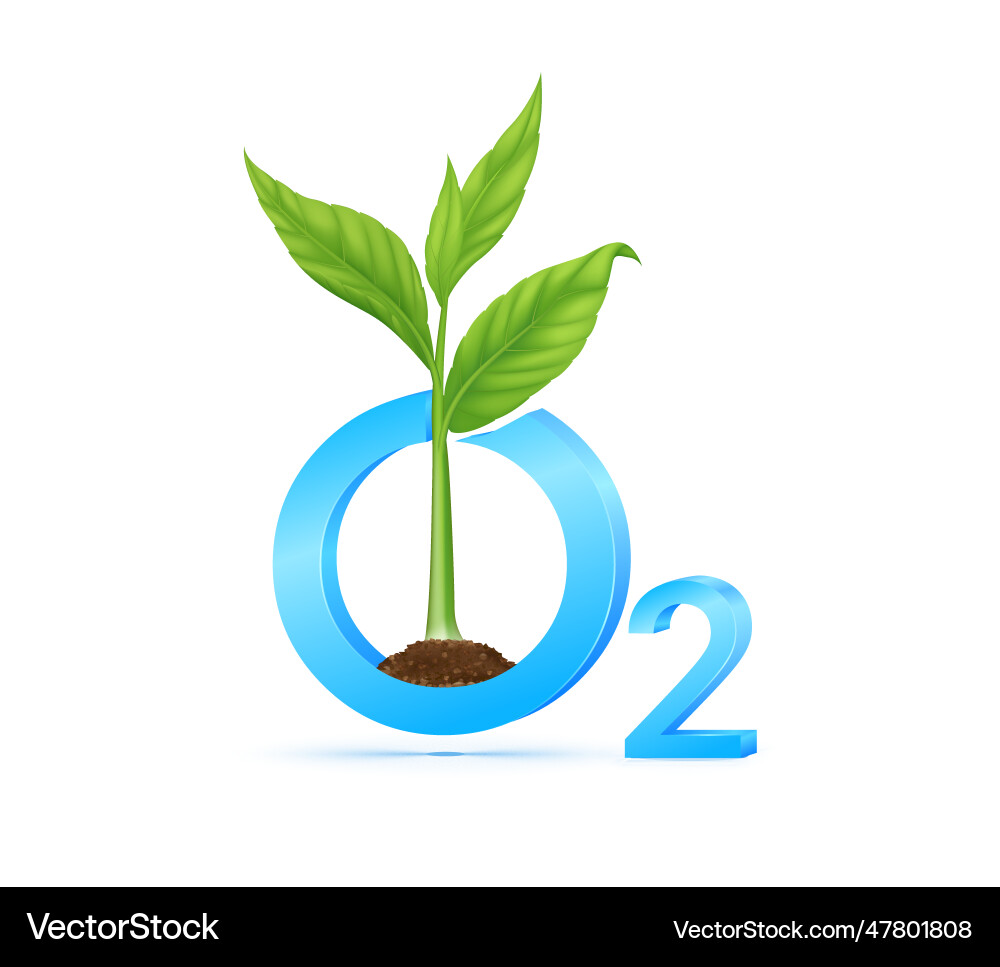 Seedling with green grows from seed in oxygen o2 Vector Image