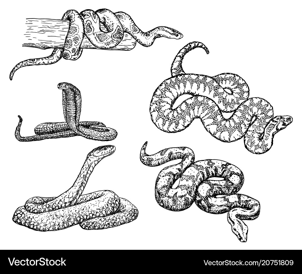 Snakes sketch icon set vector image