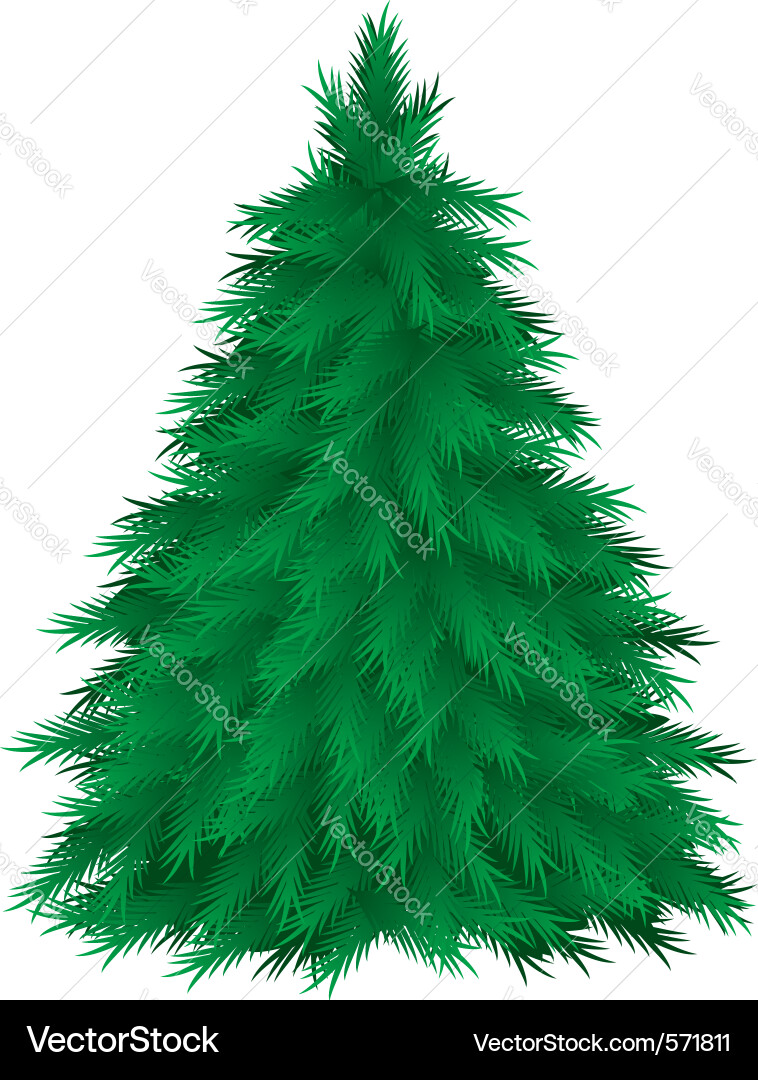 Elegant Conifer Tree Vector Image