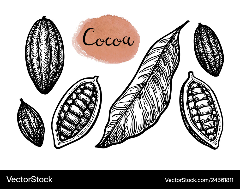Ink sketch of cocoa vector image