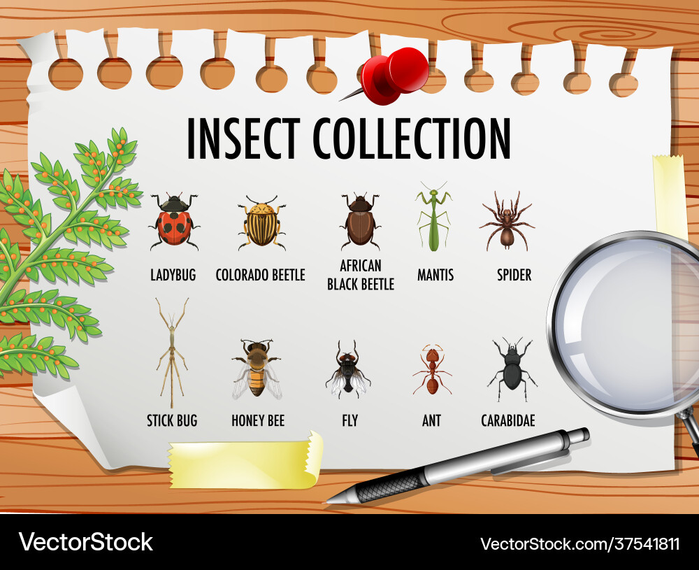 Set insect collection with stationary elements vector image