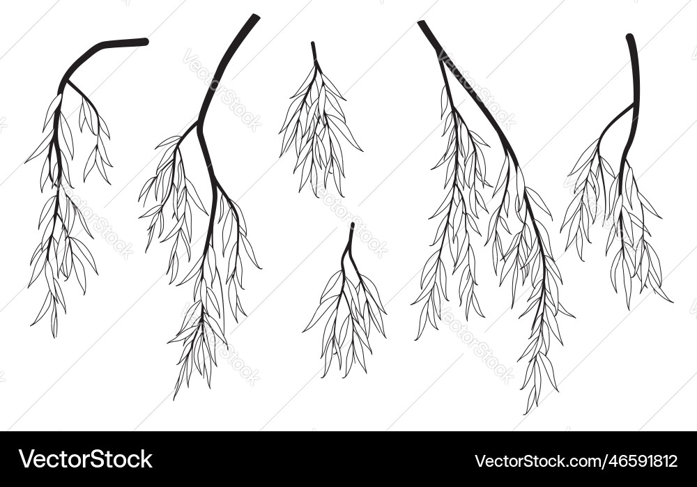 Schwarze und weiße Weeping Weidenzweige Schwarze und weiße Weeping Weidenzweige vektorbild