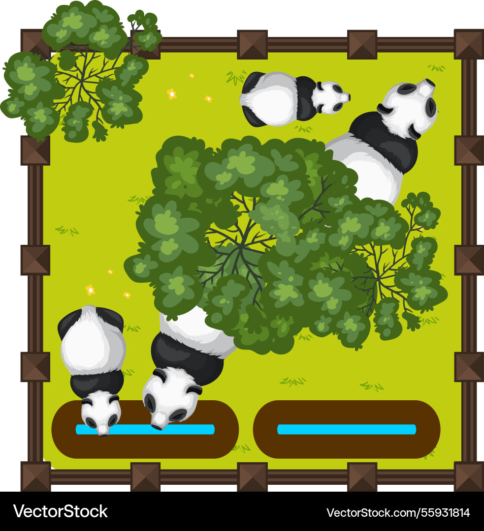 Top view of pandas in a fenced area Top view of pandas in a fenced area Vector Image