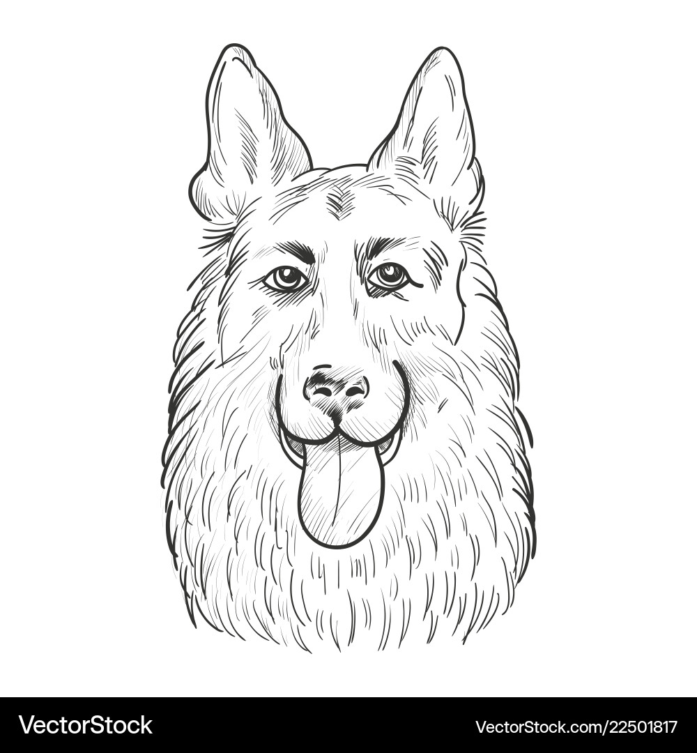 German shepherd dog face isolated on white German shepherd dog face isolated on white vector image