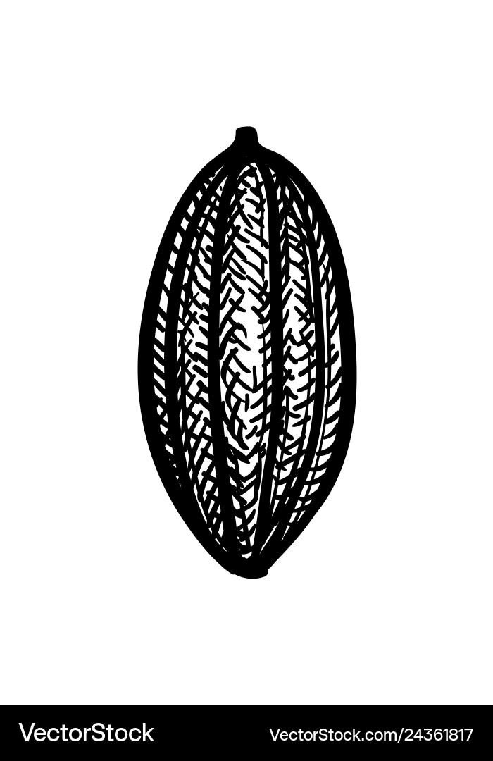 Ink sketch of cocoa Ink sketch of cocoa vector image