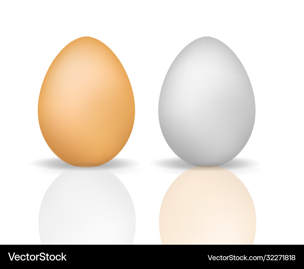 Eggs realistic 3d style with reflection eggshell Vector Image