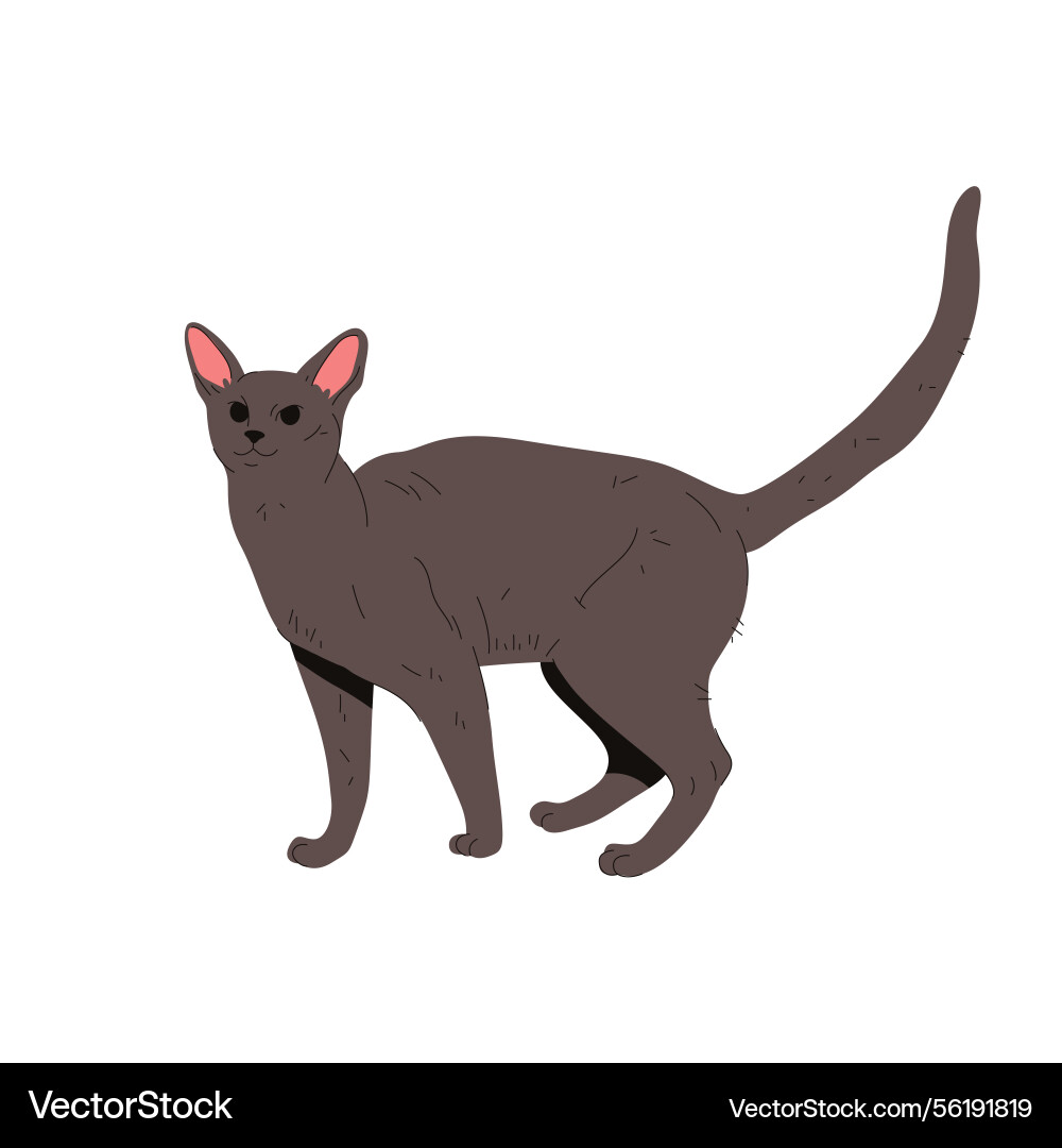 Burmese cat or korat feline animal kitten Burmese cat or korat feline animal kitten vector image
