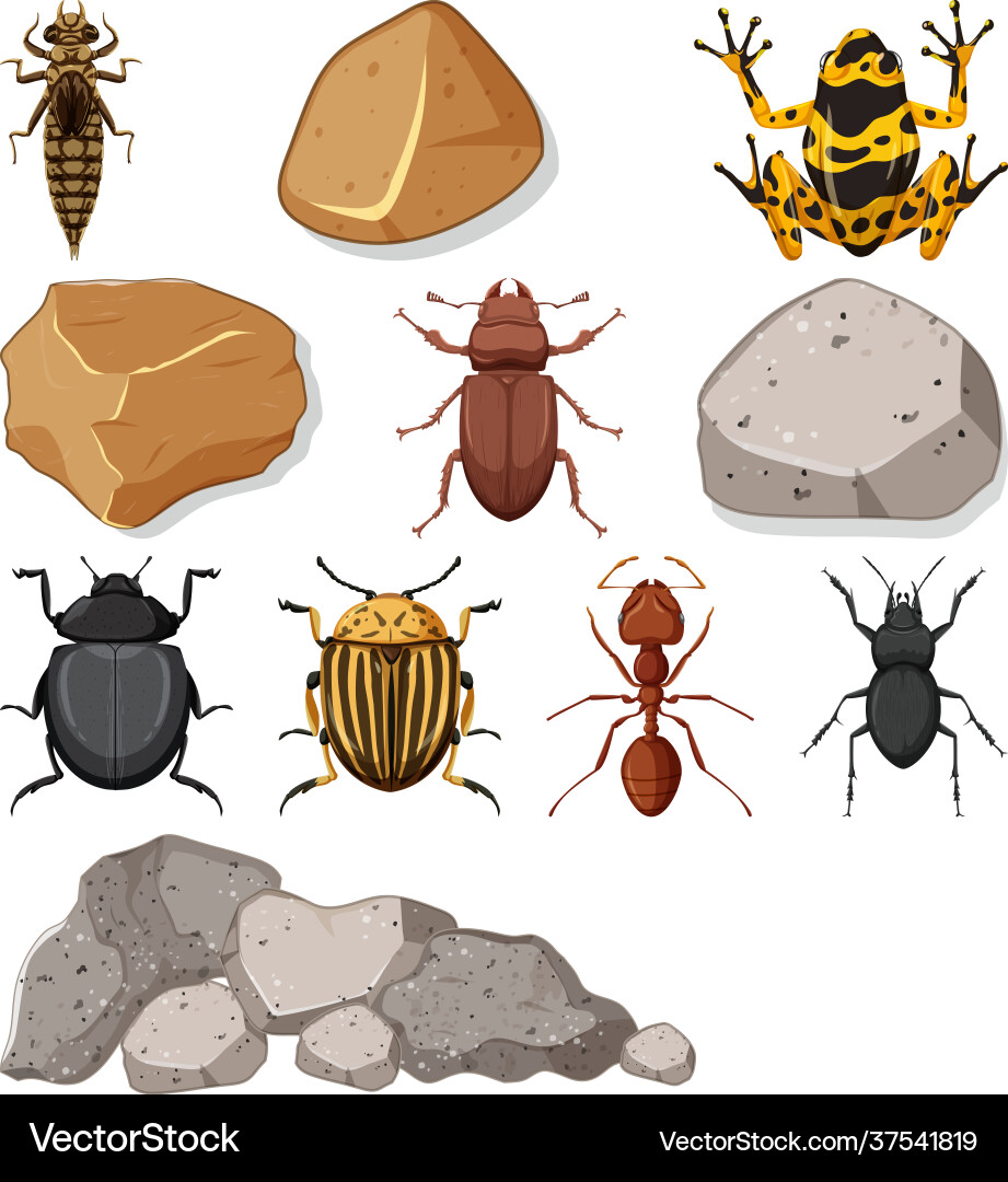 Different types insect with nature elements Vector Image