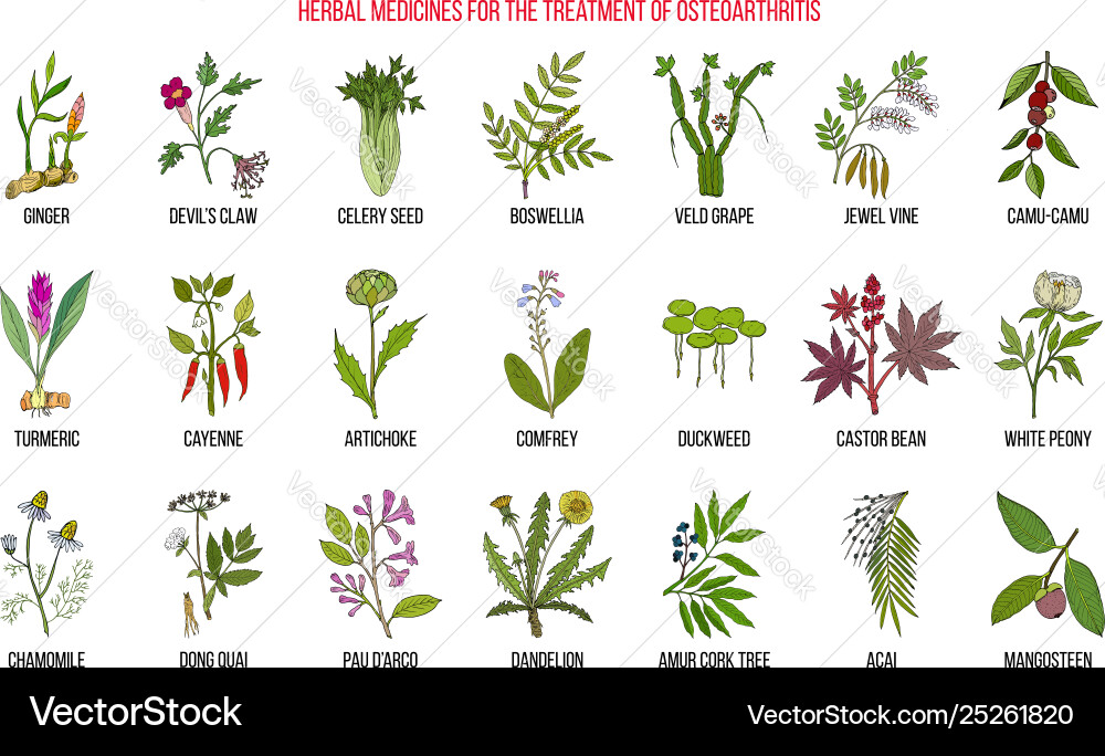Best herbal remedies for osteoarthritis Best herbal remedies for osteoarthritis vector image