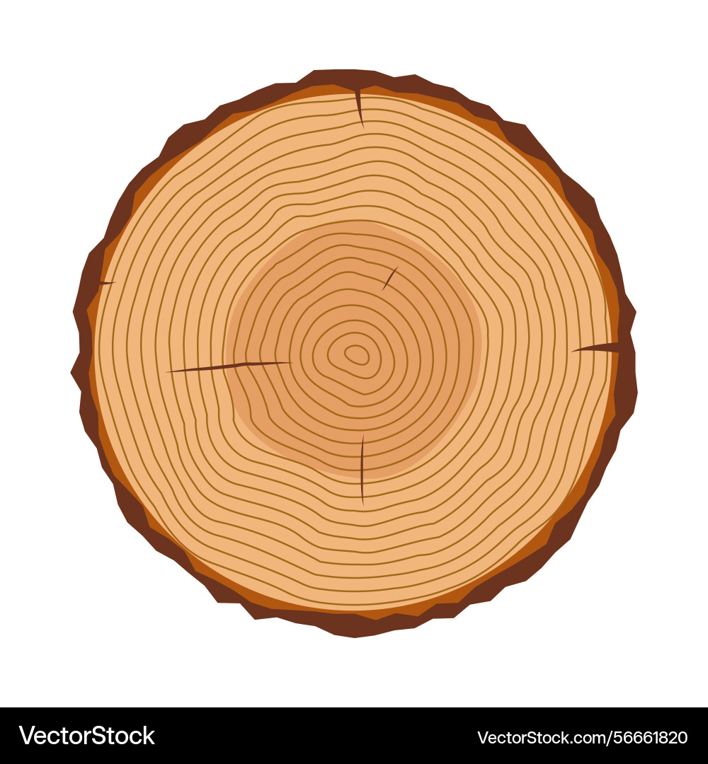 Tree trunk cross section with growth rings Vector Image