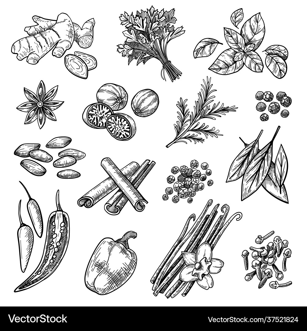 Spices sketches set vector image