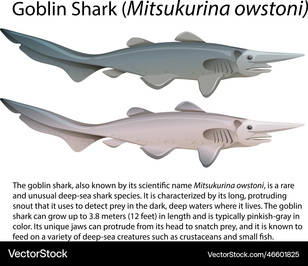 Goblin shark mitsukurina owstoni with informative Goblin shark mitsukurina owstoni with informative vector image