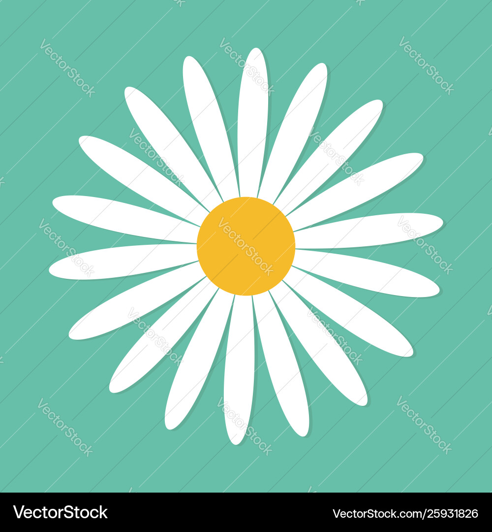 White daisy chamomile cute round flower plant White daisy chamomile cute round flower plant vector image