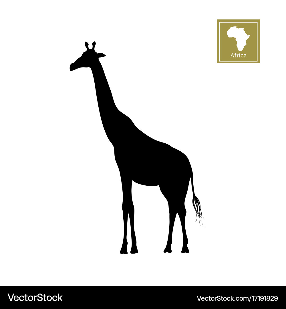 Giraffe Silhouette on White Background Vector Image