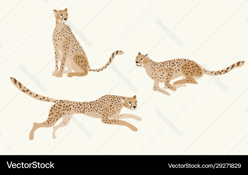 Two jaguars on a white background picture