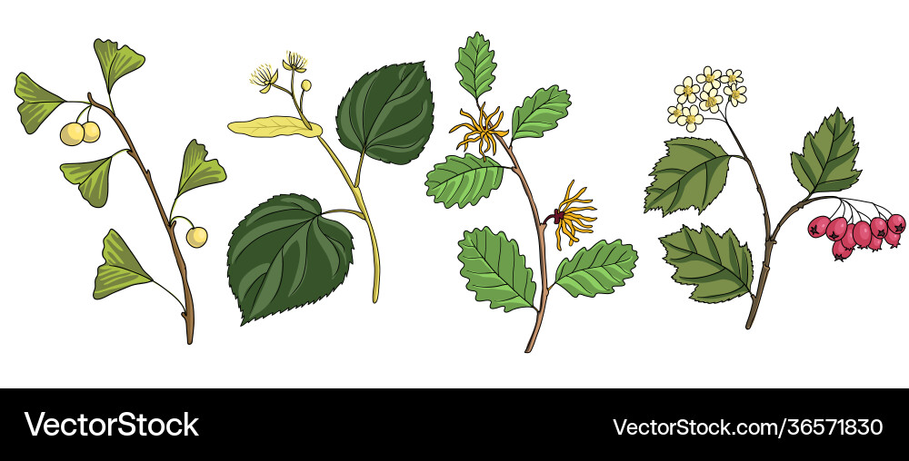 Tree Branch Botanical Drawing vector image