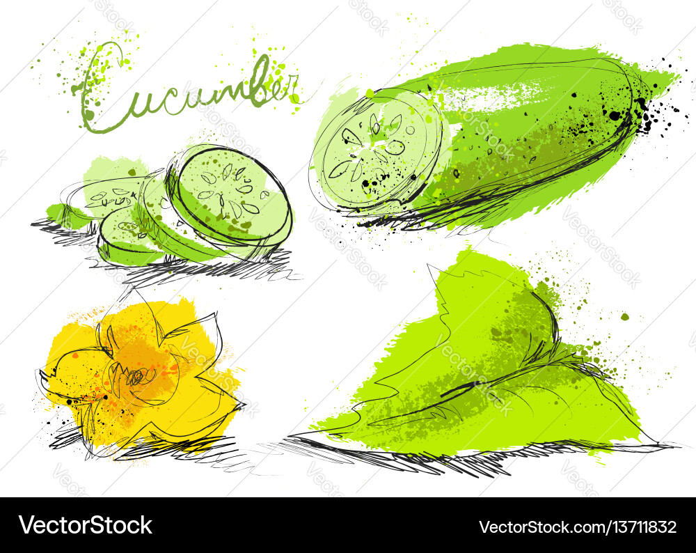 Cucumber slices isolated on white background art Cucumber slices isolated on white background art vector image