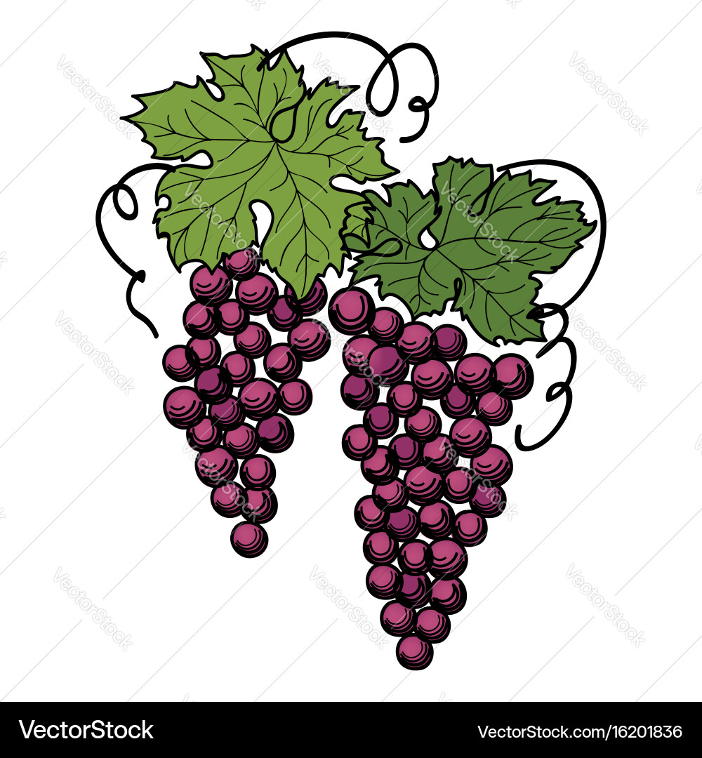 Grape Branch with Leaves vector image