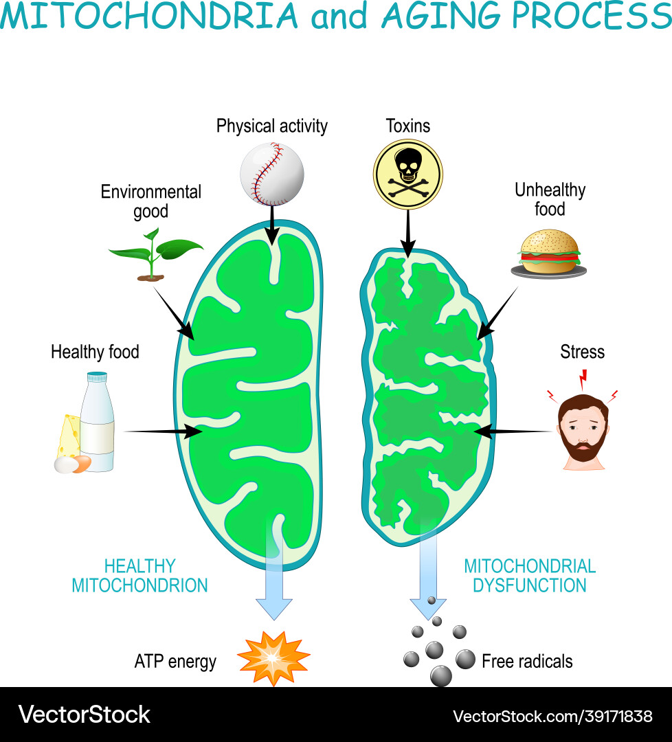 Mitochondria and aging process Mitochondria and aging process vector image