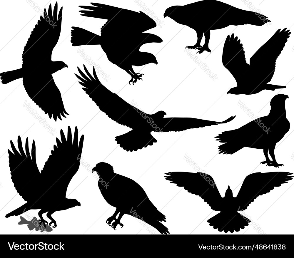 Osprey Silhouettes - Bird Collection vector image
