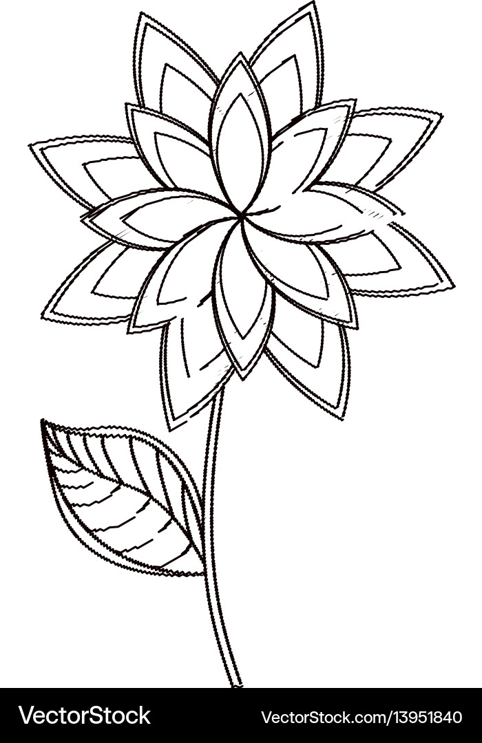Star anice Blumendekoration Skizze Star anice Blumendekoration Skizze vektorbild