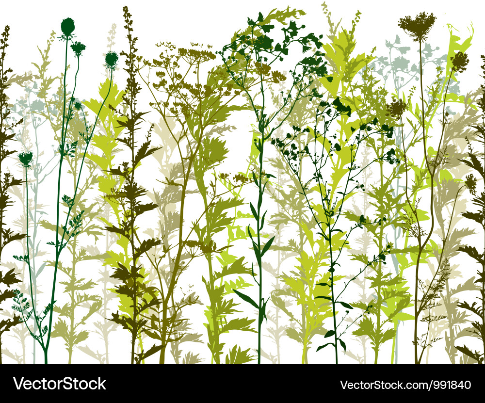 Wild Plant Silhouettes Vector Image