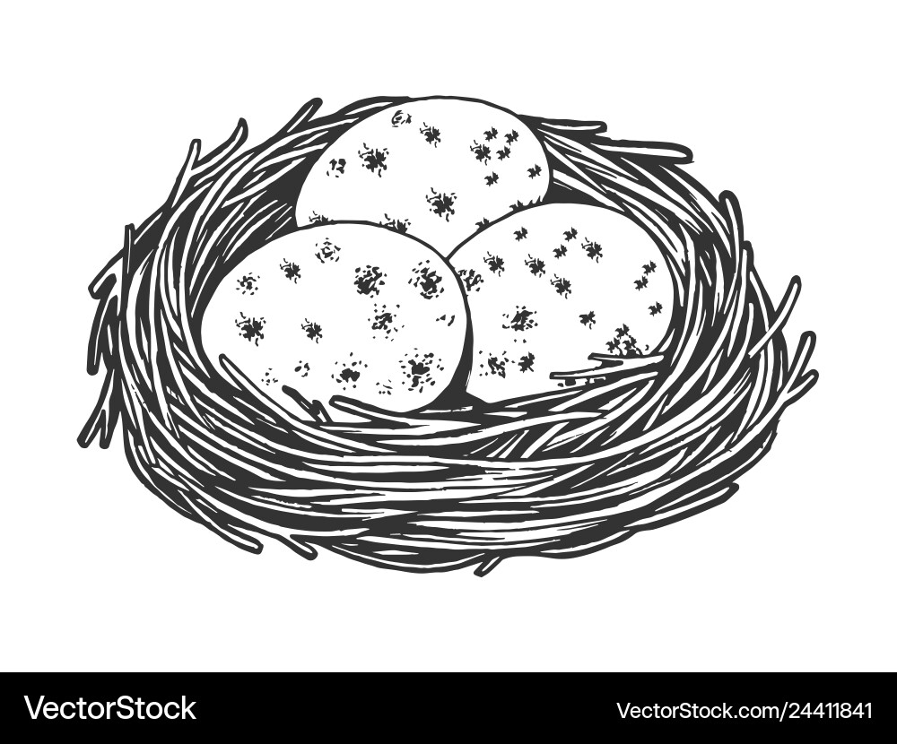 Nest with Eggs - Scratch Board Style vector image