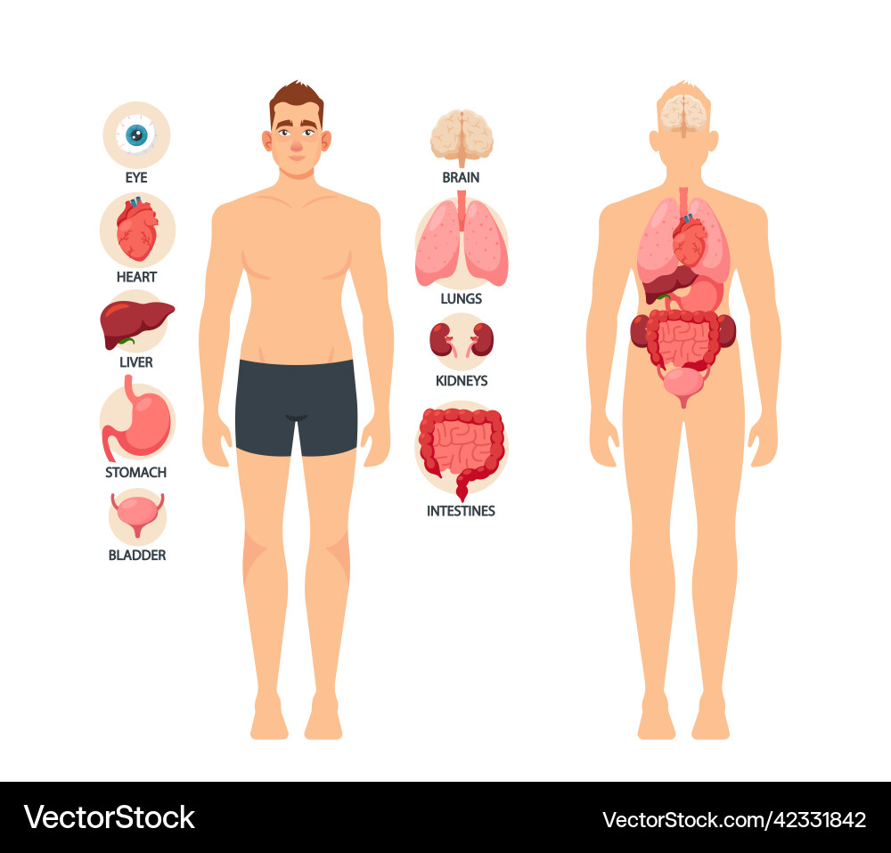 Human body organs educational male anatomy Human body organs educational male anatomy vector image